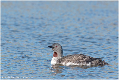Red-throated loon