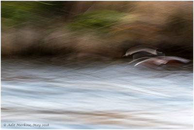 Harlequin duck