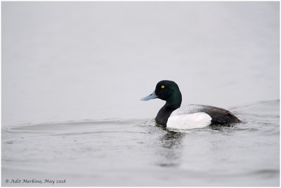 Greater scaup duck