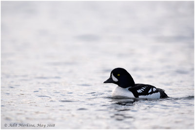 Barrow's goldeneye