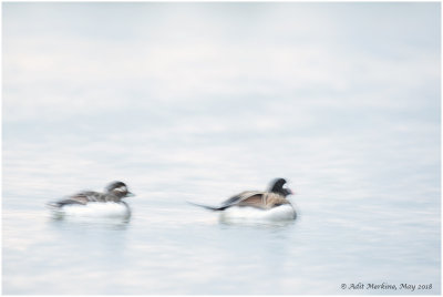 Long-tailed duck 