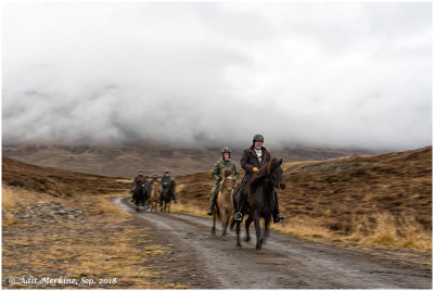 Horses