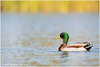 Mallard