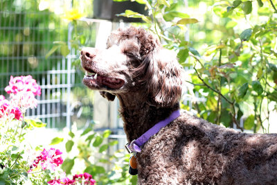 Purple Soaking Up Sun