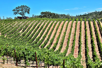 Trattore wave vineyard 