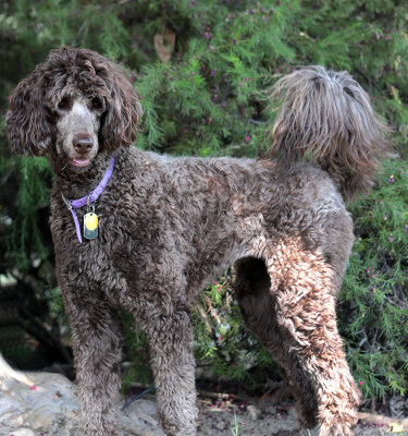 Purple 17 months