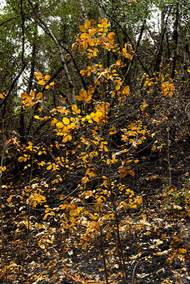 yellow leaves in burned area