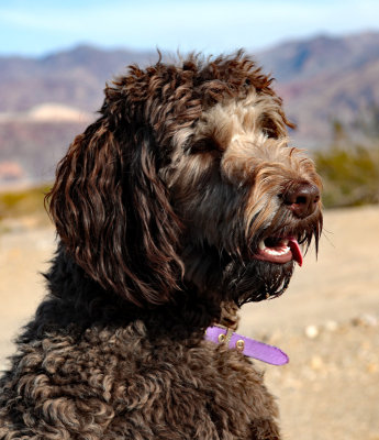 Purple in Death Valley