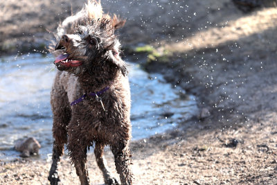 Purple and Water Shake