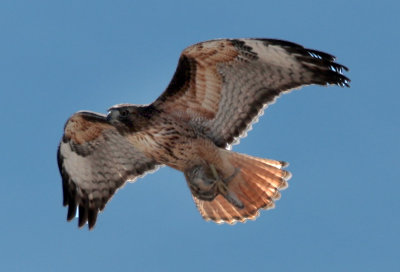 Redtail Hawk with Lunch