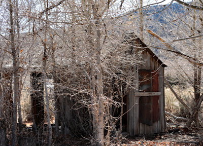 Dyer small shack in trees