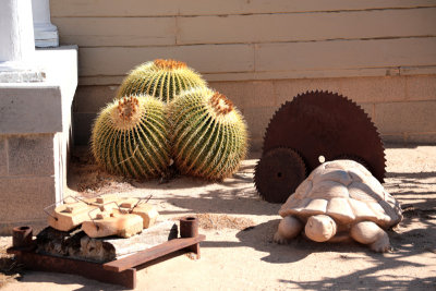 Goffs barrel cactus