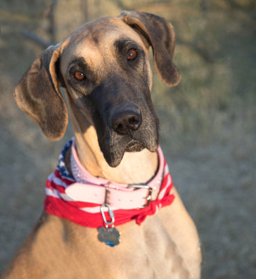 Rescue Great Dane