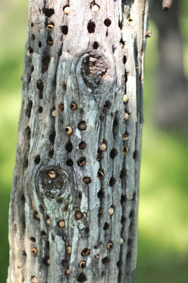 Sugarloaf acorns in tree trunk