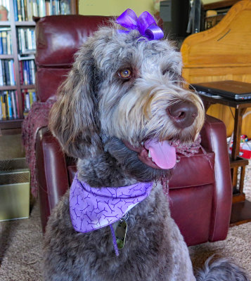 Purple 2 yrs 2 mo