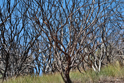 1 Year Later Burnt Madrone Grove