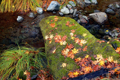 Leaves on rock