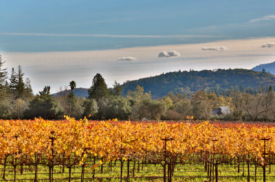 CSJ turning leaves vineyard