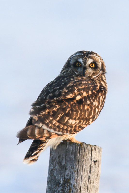 Short-eared Owl