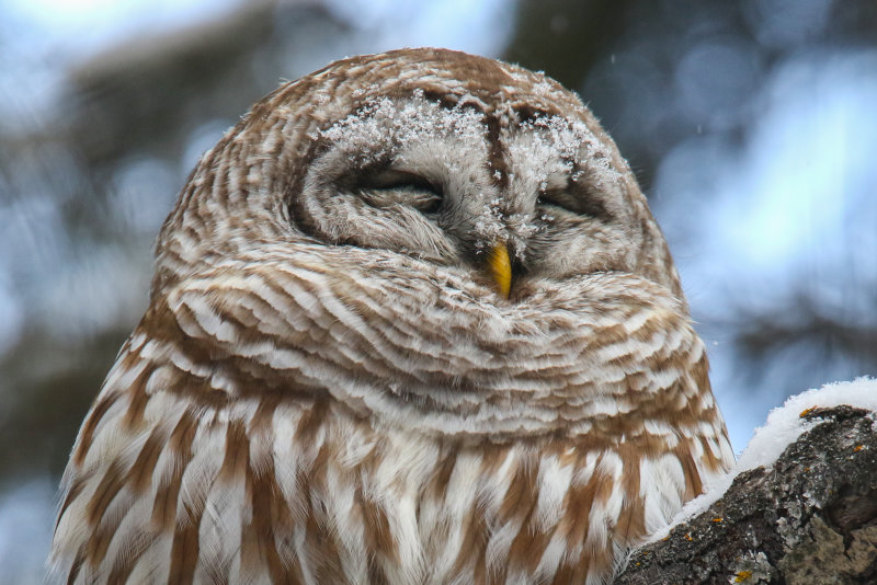 Barred Owl