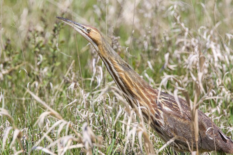 American Bittern