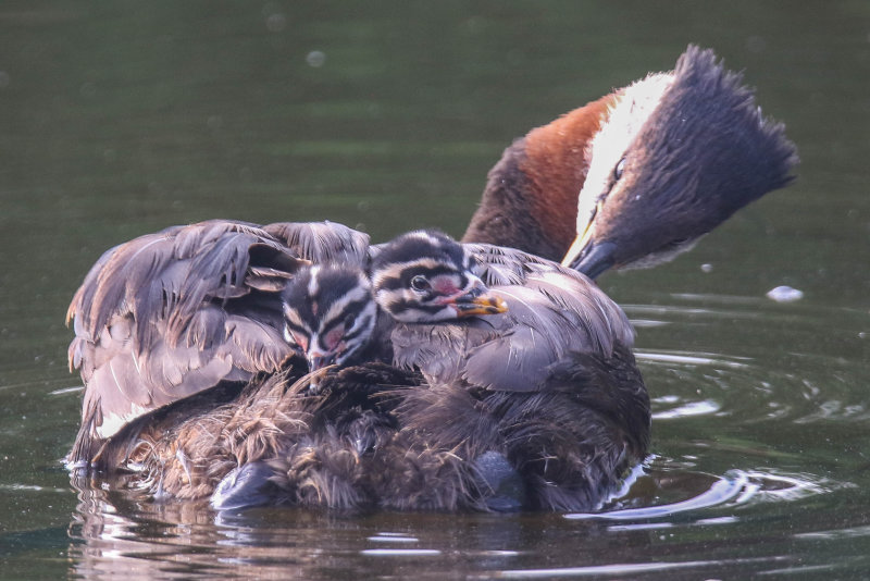 Red-necked Grebe