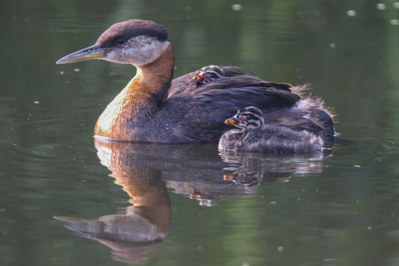Red-necked Grebe 