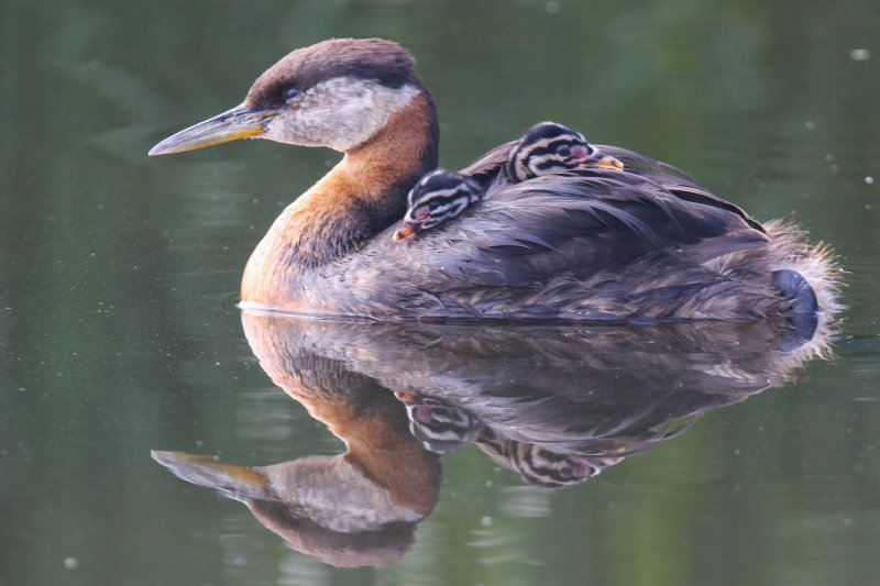 Red-necked Grebe 