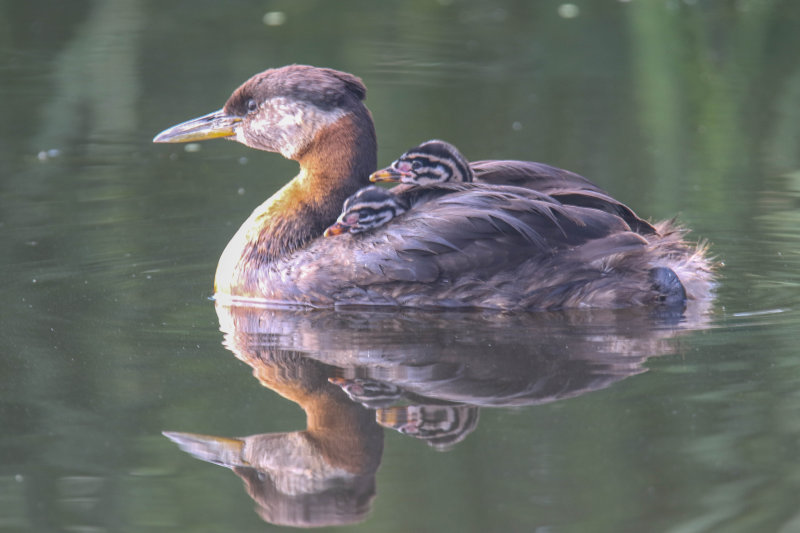 Red-necked Grebe 
