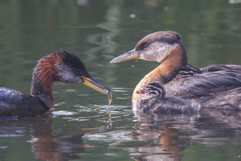 Red-necked Grebe 