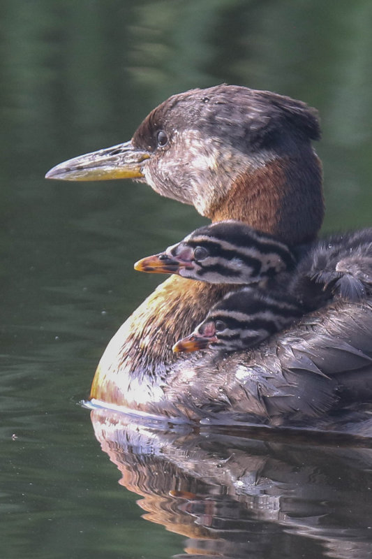 Red-necked Grebe, Leduc AB
