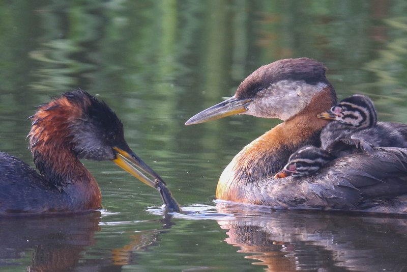 Red-necked Grebe 