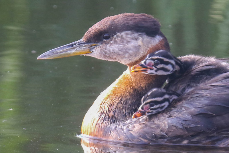 Red-necked Grebe 