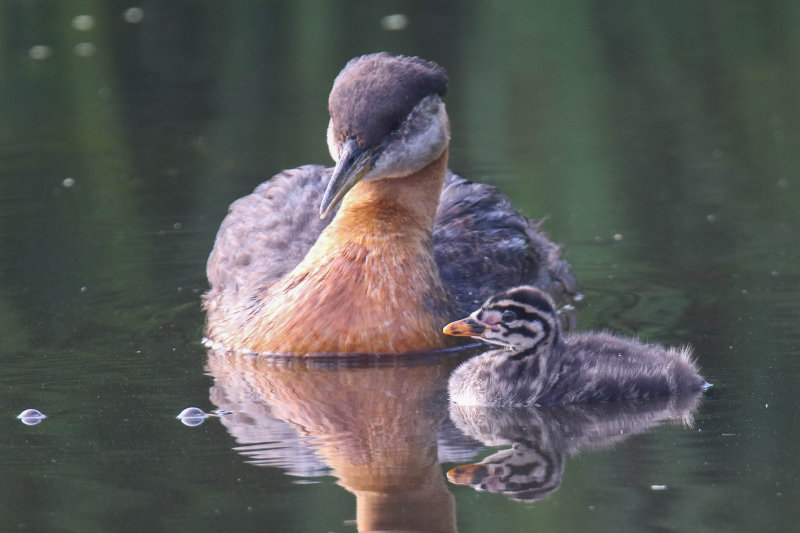Red-necked Grebe 
