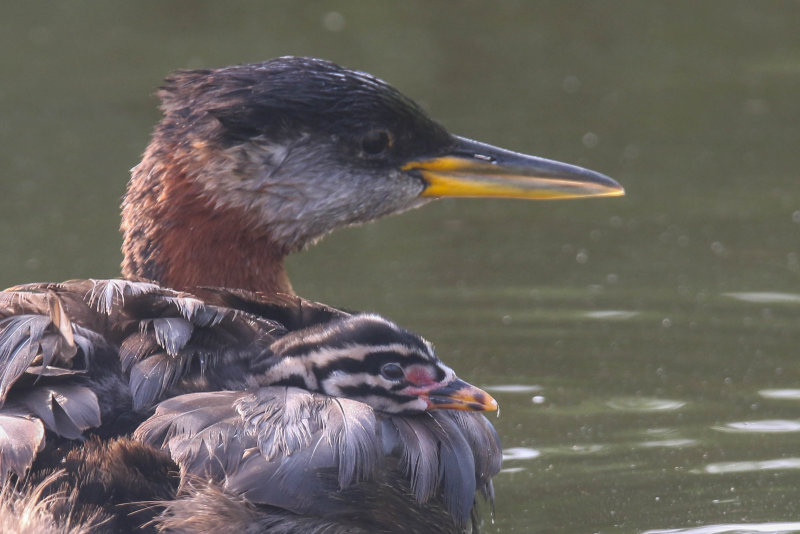 Red-necked Grebe 