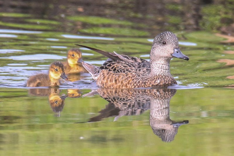 American Wigeon