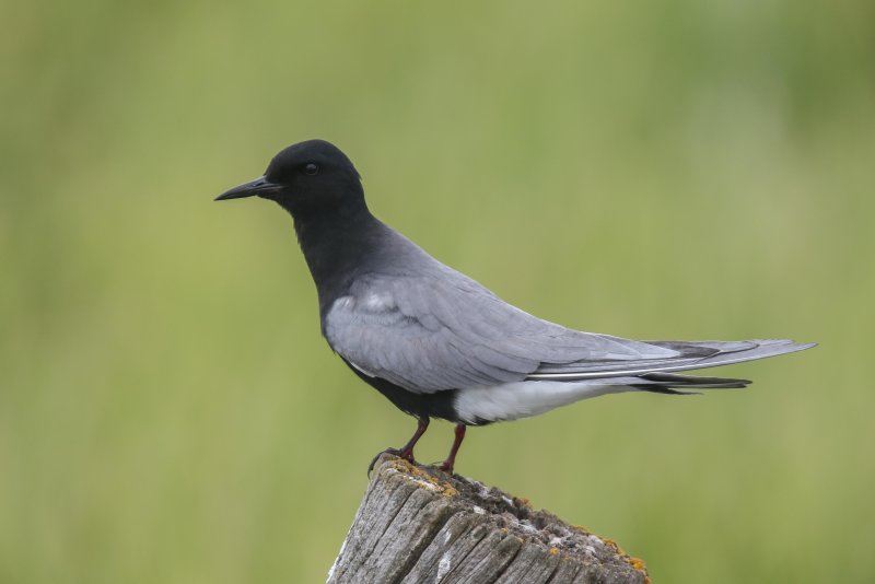 Black Tern