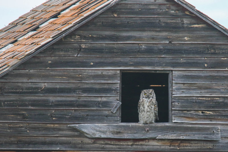 Great Horned Owl