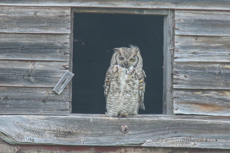 Great Horned Owl