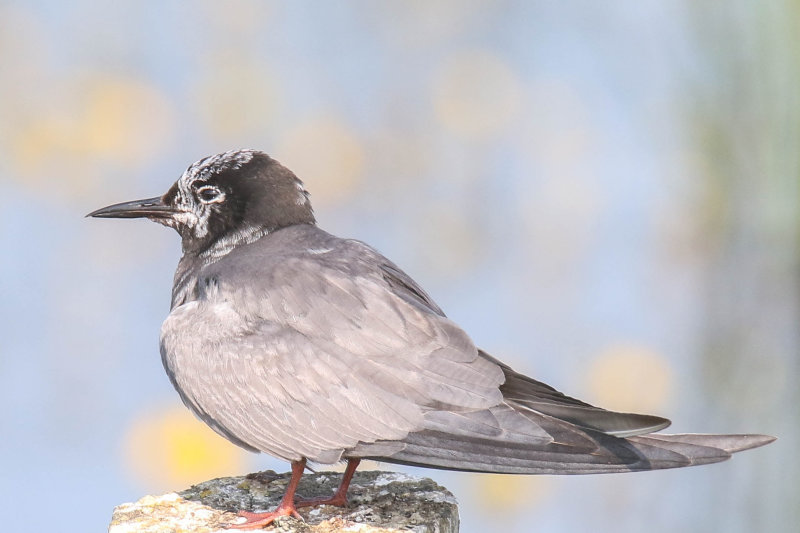 Black Tern (first year)