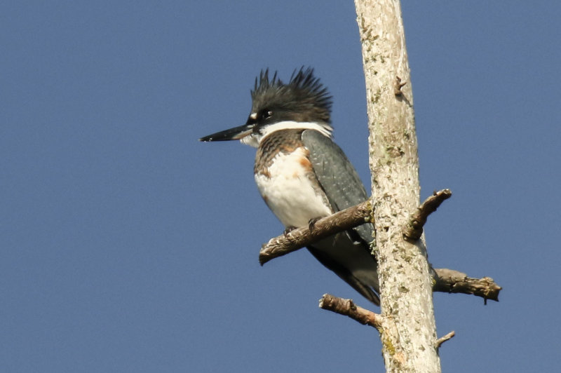 Kingfisher (male)