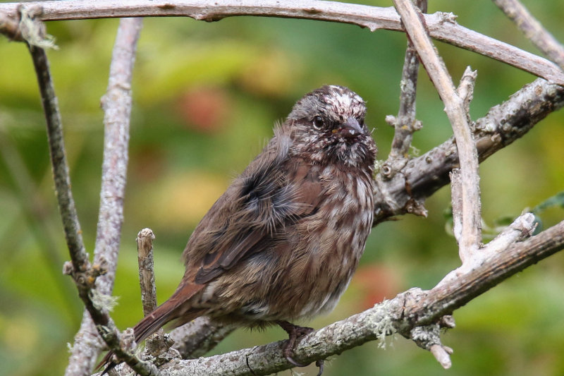 Song Sparrow (partially leucistic?)
