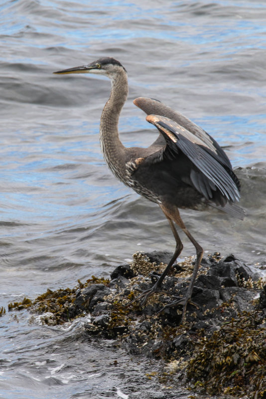 Blue Heron