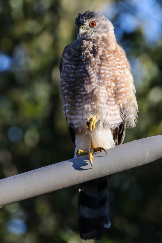 Cooper's Hawk