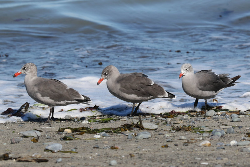 Heermann's Gull