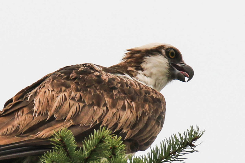 Osprey