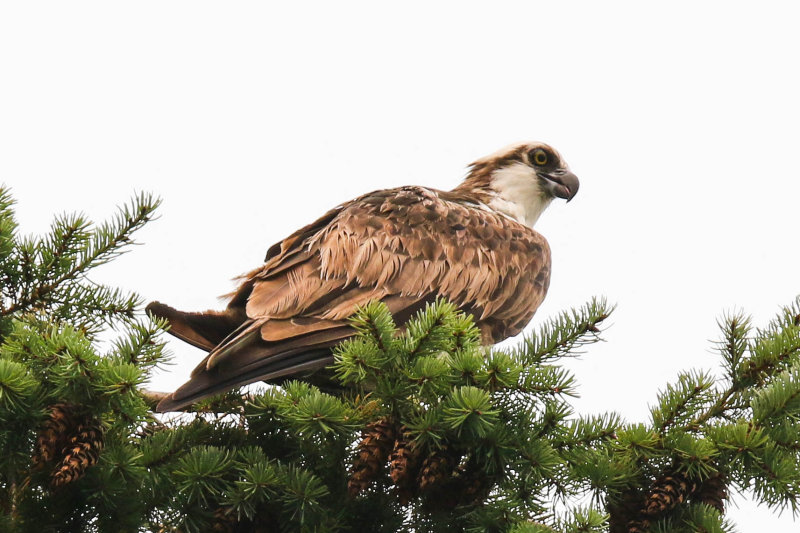 Osprey