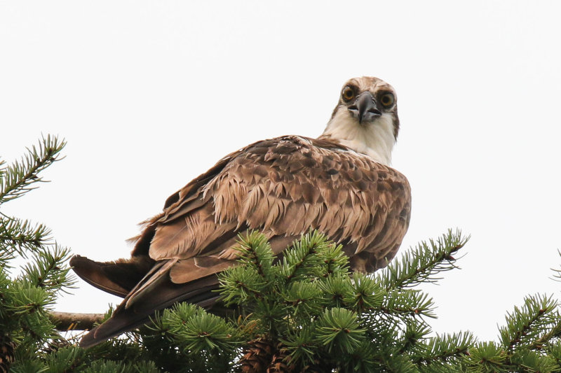 Osprey