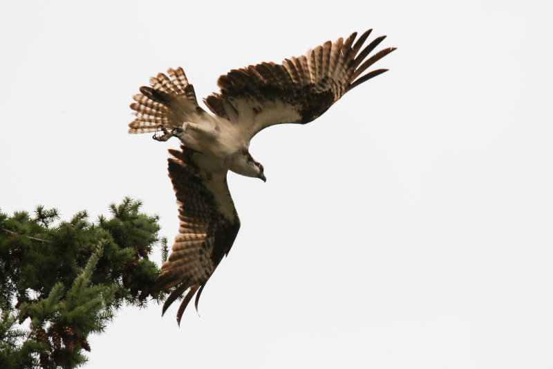Osprey