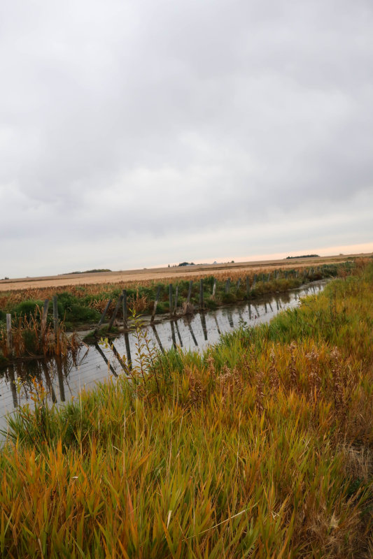 Murray Marsh